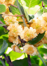 Actinidia delciosioa 'Jenny' (Kiwi) - 3 piante - ↨45cm - Ø13