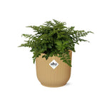 Load image into Gallery viewer, Asplenium parvati in ELHO Vibes Fold Pot, Yellow, Ø14cm - ↕15cm