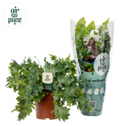 Phlebodium aureum 'Davana' - Ø12cm - ↕35cm