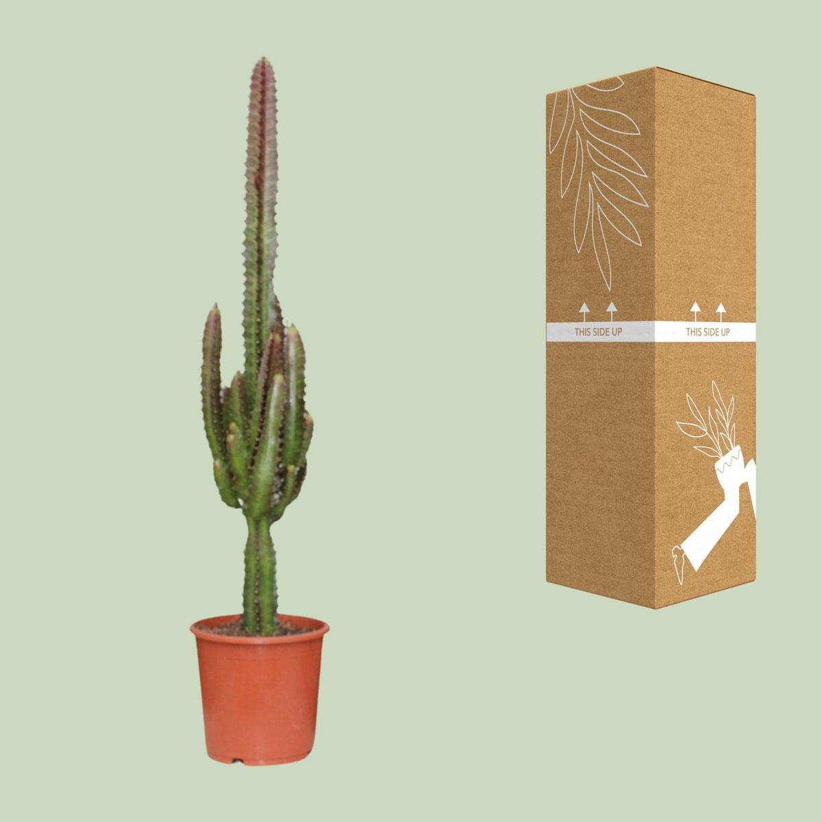 Euphorbia trigona 'Rubra' - Ø17cm - ↕70cm