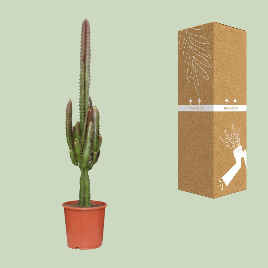 Euphorbia trigona 'Rubra' - Ø17cm - ↕70cm