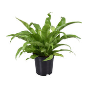 Asplenium antiquum - Ø17cm - ↕45cm