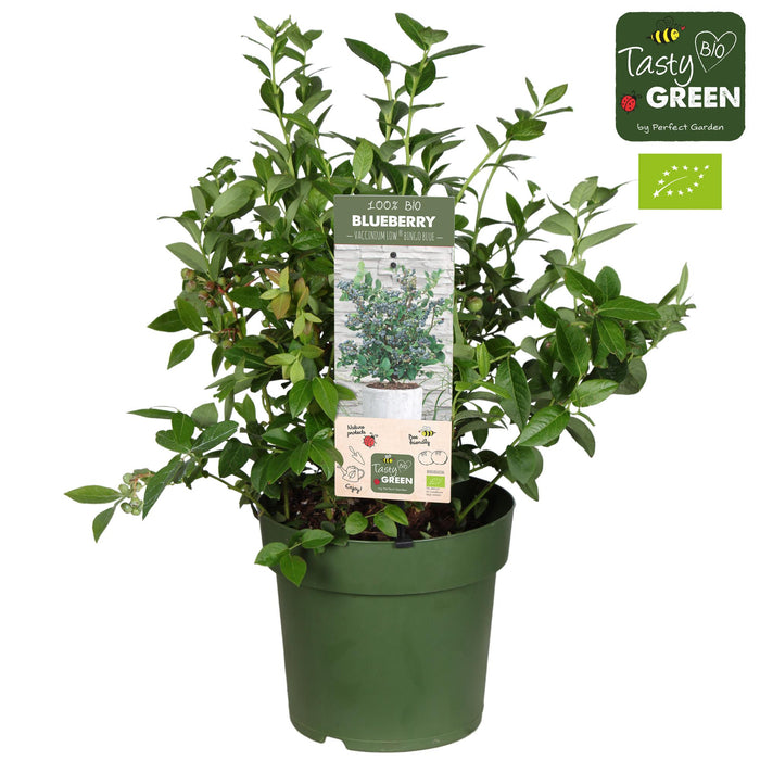 Vaccinium corymbosum 'Bingo Blue' Organic - Blueberry - Ø23cm - ↕50cm