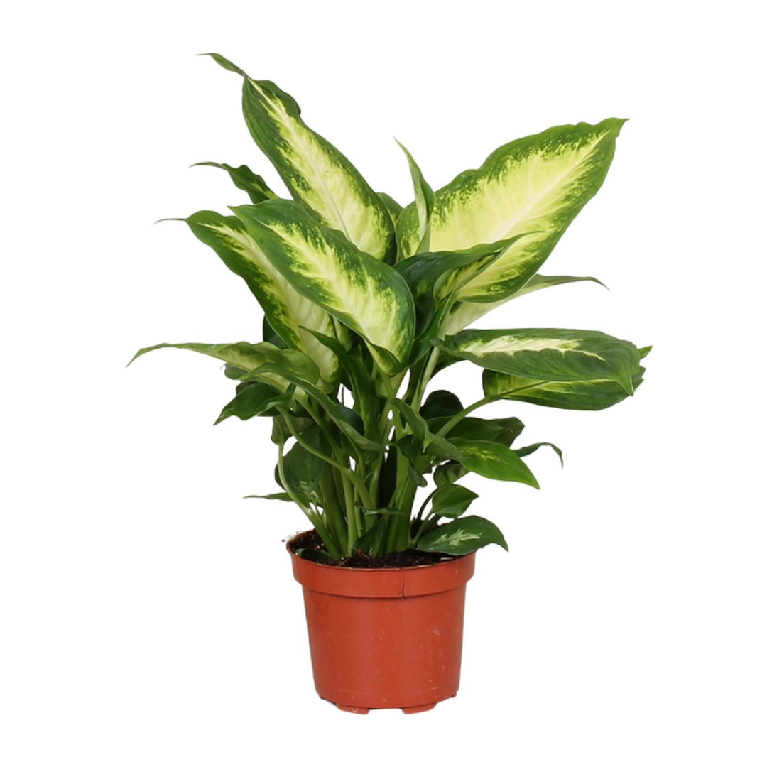 Dieffenbachia seguine 'Camilla' - Ø12cm - ↕35cm