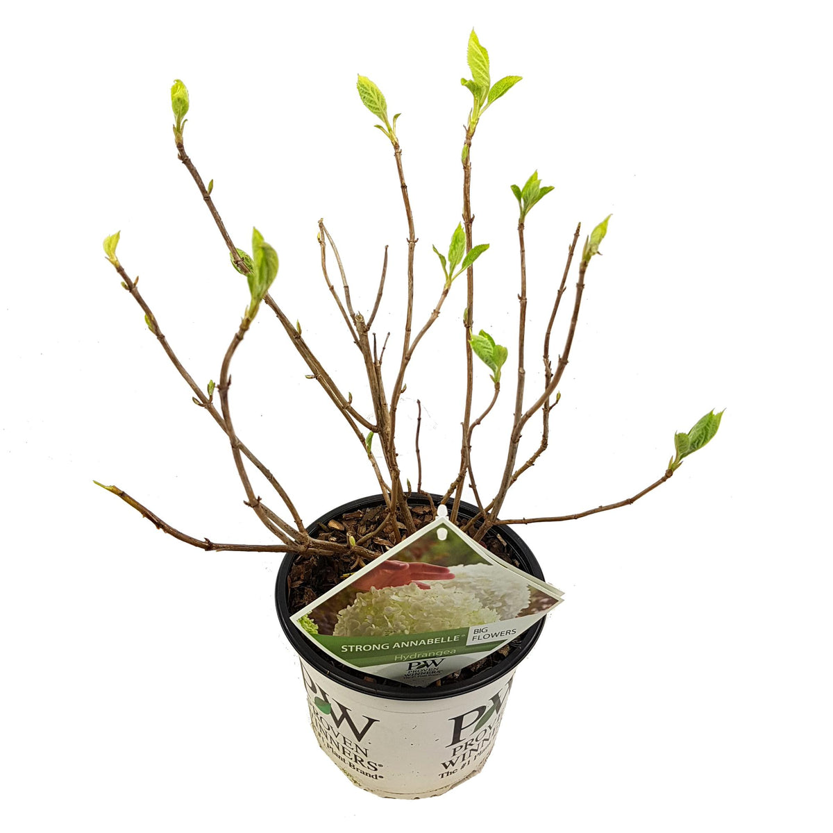 Hydrangea arborescens 'Strong Annabelle' - Ø19cm - ↕30cm