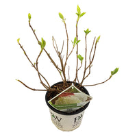 Hydrangea arborescens 'Strong Annabelle' - Ø19cm - ↕30cm