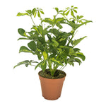 Load image into Gallery viewer, Schefflera arboricola 'Gerda' - Ø13cm - ↕35cm
