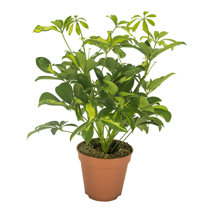 Schefflera arboricola 'Gerda' - Ø13cm - ↕35cm