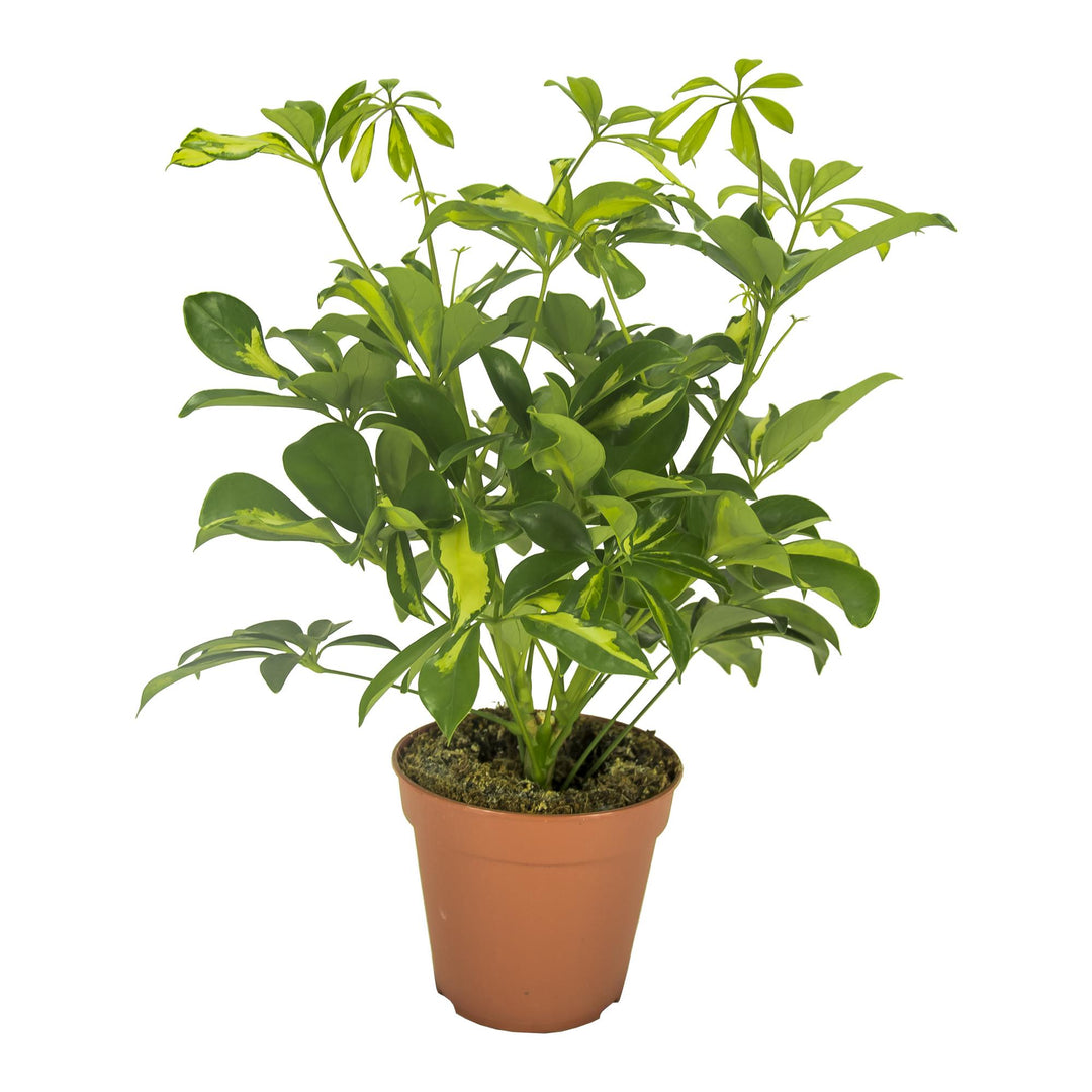 Schefflera arboricola 'Gerda' - Ø13cm - ↕35cm