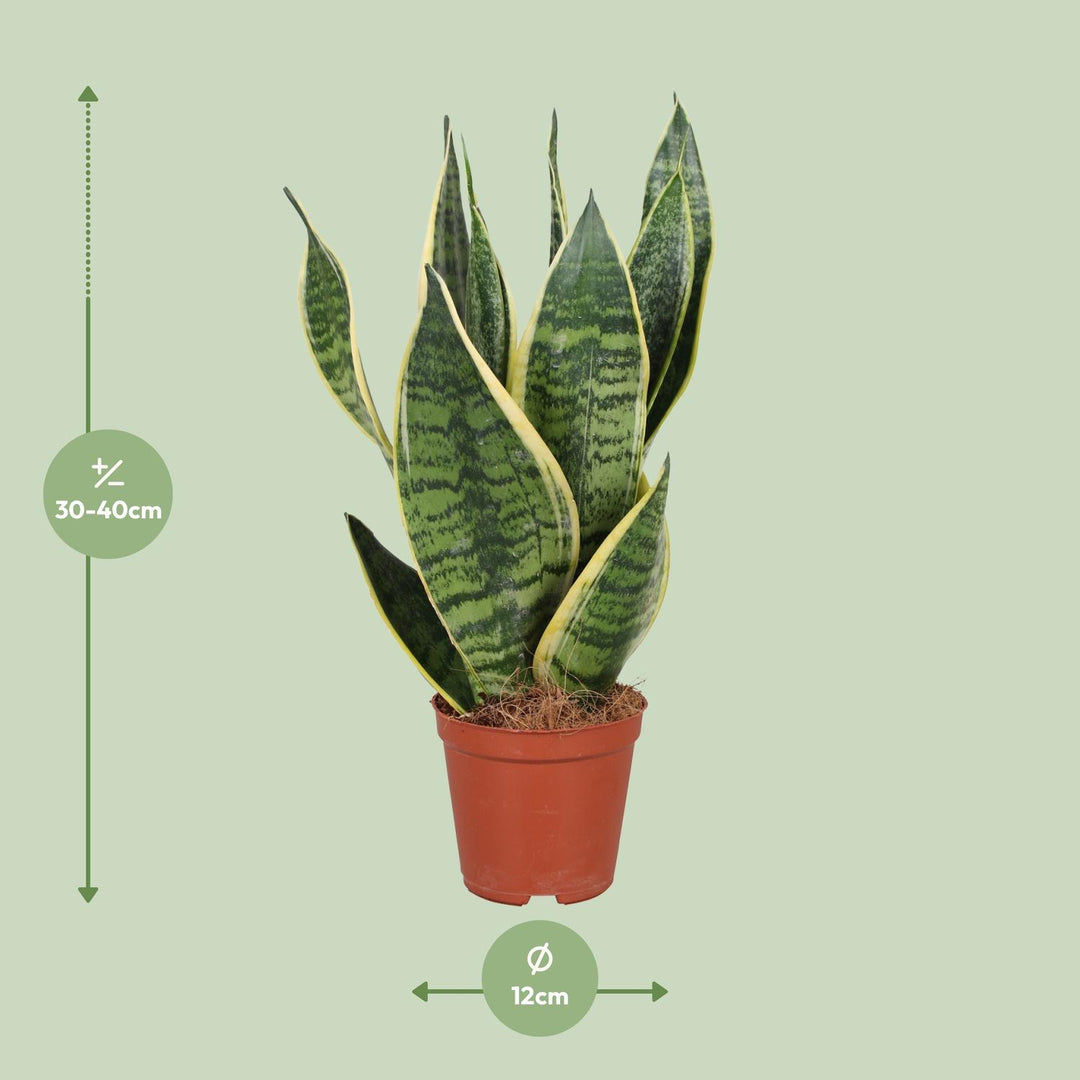 Sansevieria trifasciata 'Futura Superba' - Ø12cm - ↕40cm