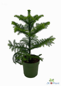 Araucaria - Ø14cm - ↕38cm