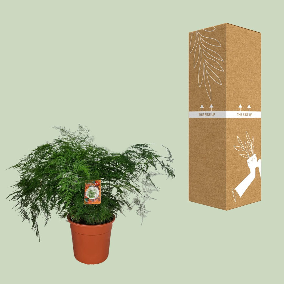 Asparagus setaceus - Ø27cm - ↕70cm