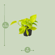 Epipremnum pinnatum 'Golden Pothos' (Scindapsus) - Ø12 - ↕15cm