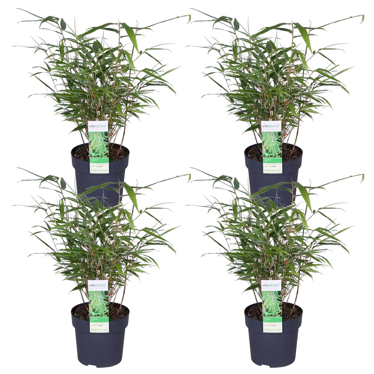 Fargesia rufa (Bambù) - 4 piante - Ø14 ↨40cm 