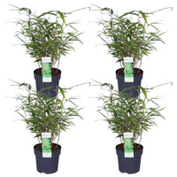 Fargesia rufa (Bambù) - 4 piante - Ø14 ↨40cm 