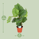 Load image into Gallery viewer, Calathea orbifolia - Ø17cm - ↕50cm