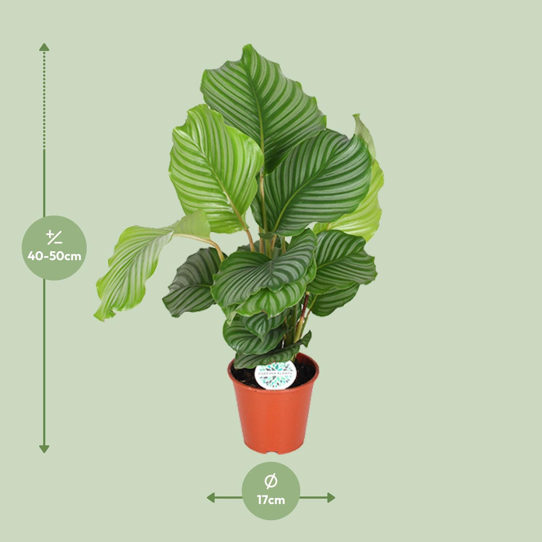 Calathea orbifolia - Ø17cm - ↕50cm