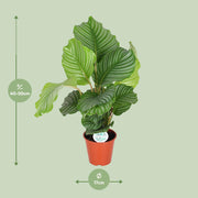 Calathea orbifolia - Ø17cm - ↕50cm