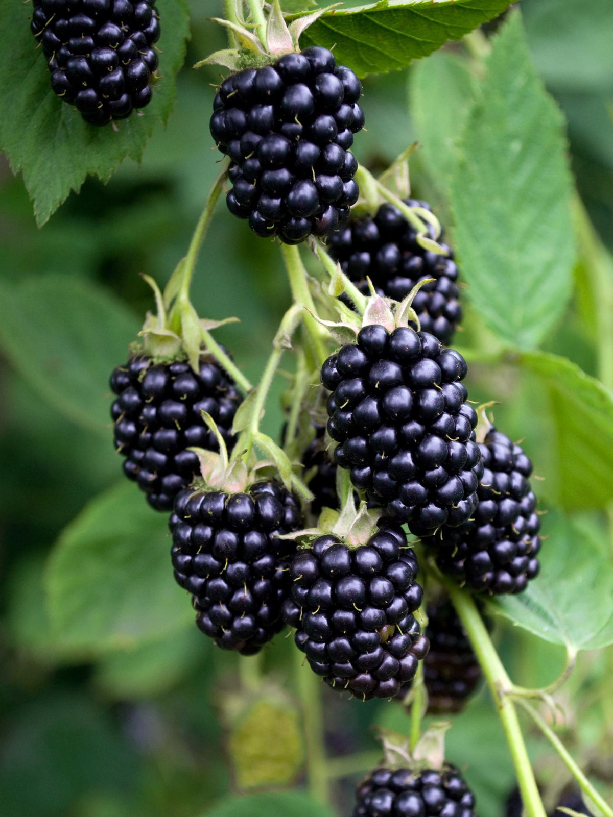 Rubus fruticosus 'Black Satin' (Rovo di more) - Ø13cm - ↕45cm