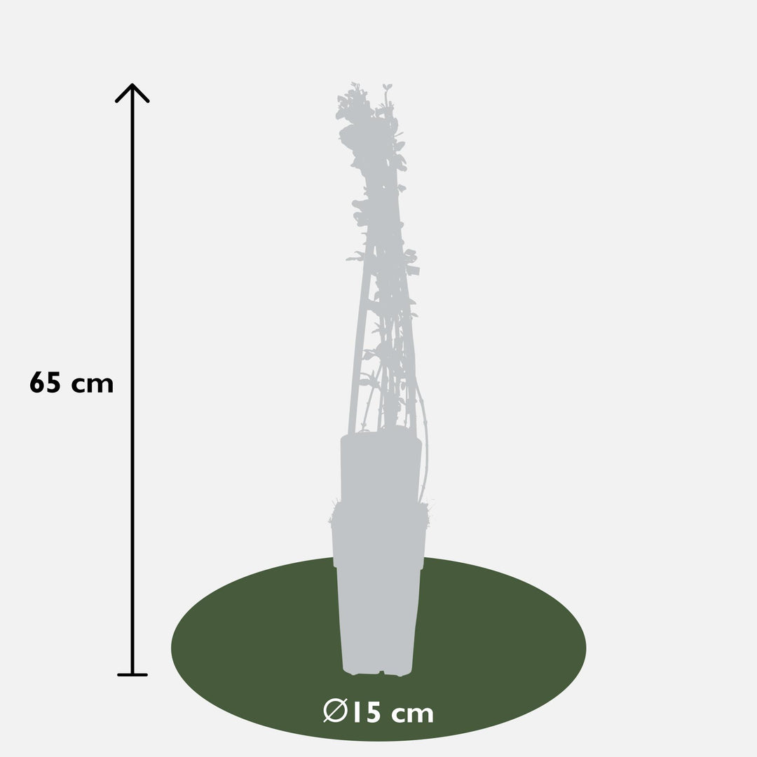Jasminum nudiflorum - 4 plants - ↨65cm - Ø15