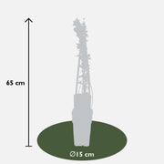 Jasminum nudiflorum - 4 plants - ↨65cm - Ø15