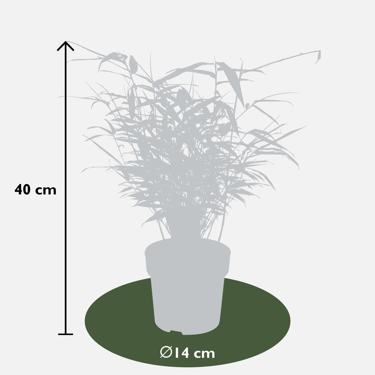 Fargesia rufa (Bambù) - 12 piante - Ø14cm ↨40cm