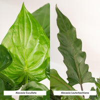 Trio Tropicale da Interno in Cesto Selin - Alocasia Cucullata - Ø19cm - ↕60/65cm + Alocasia Lauterbachiana - Ø19cm - ↕75/80cm