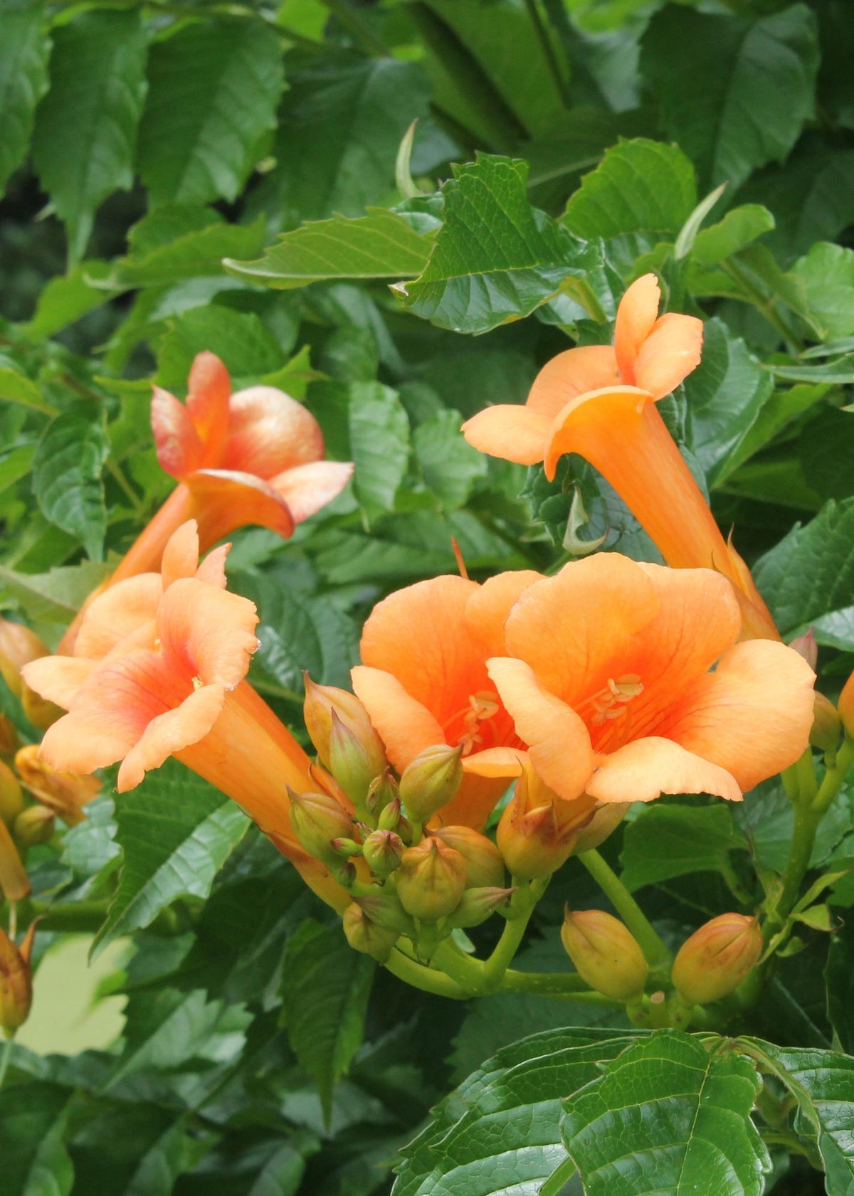 Campsis 'Indian Summer' (Bignonia arancione) - Ø15cm - ↕65cm