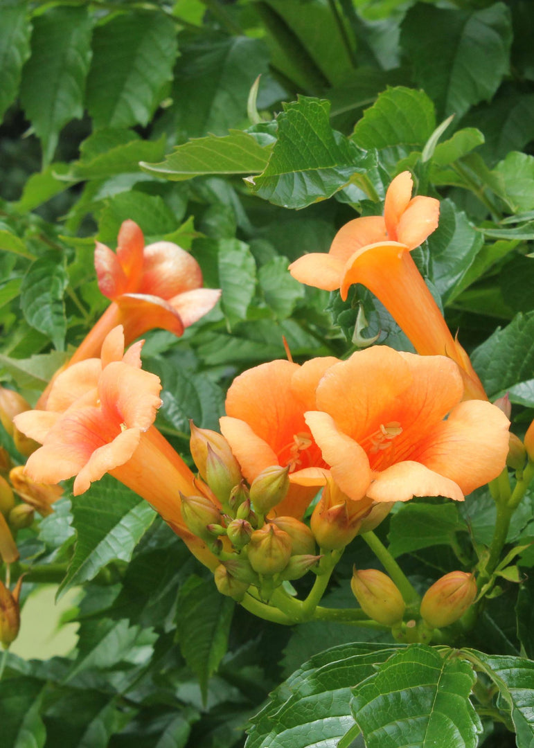 Campsis 'Indian Summer' (Orange Trumpet Flower) - Ø15cm - ↕65cm