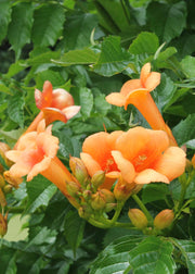 Campsis 'Indian Summer' (Orange Trumpet Flower) - Ø15cm - ↕65cm
