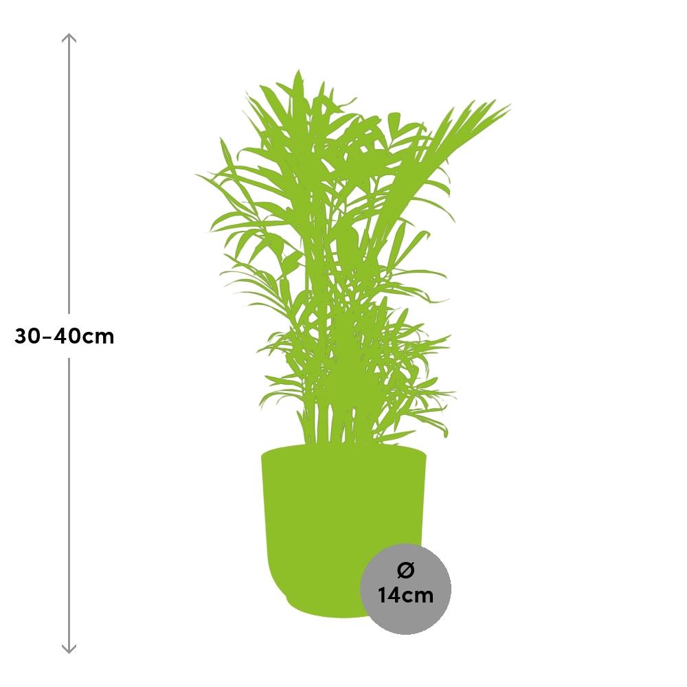 Chamaedorea elegans in ELHO Vibes Fold Pot, Yellow, Ø14cm - ↕35cm