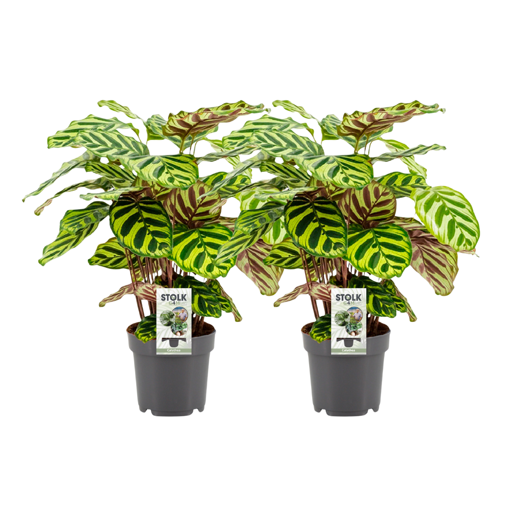 Calathea makoyana - 2 plants - Ø14cm - ↕45cm