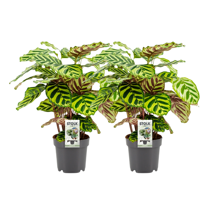 Calathea makoyana - 2 plants - Ø14cm - ↕45cm