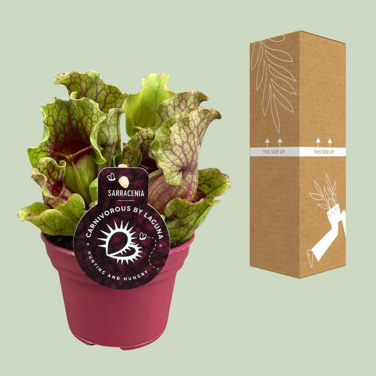 Sarracenia - Ø12cm ↕20cm
