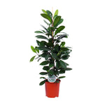 Load image into Gallery viewer, Ficus cyathistipula - Ø21cm - ↕105cm