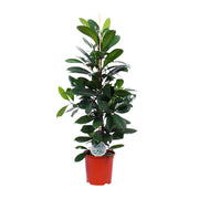 Ficus cyathistipula - Ø21cm - ↕105cm