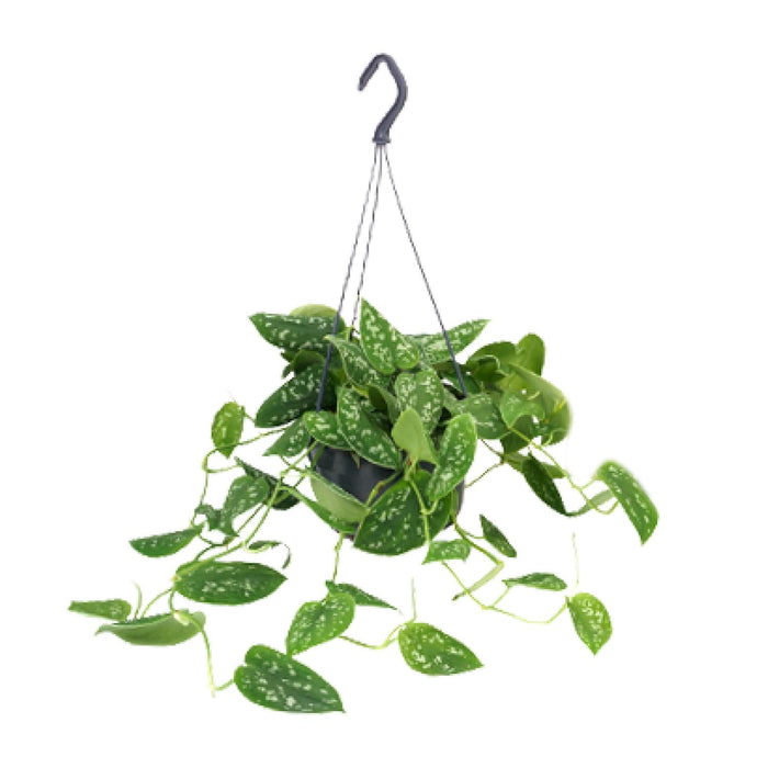Scindapsus pictus 'Argyraeus' - Hangplant - Ø15cm - ↕25cm