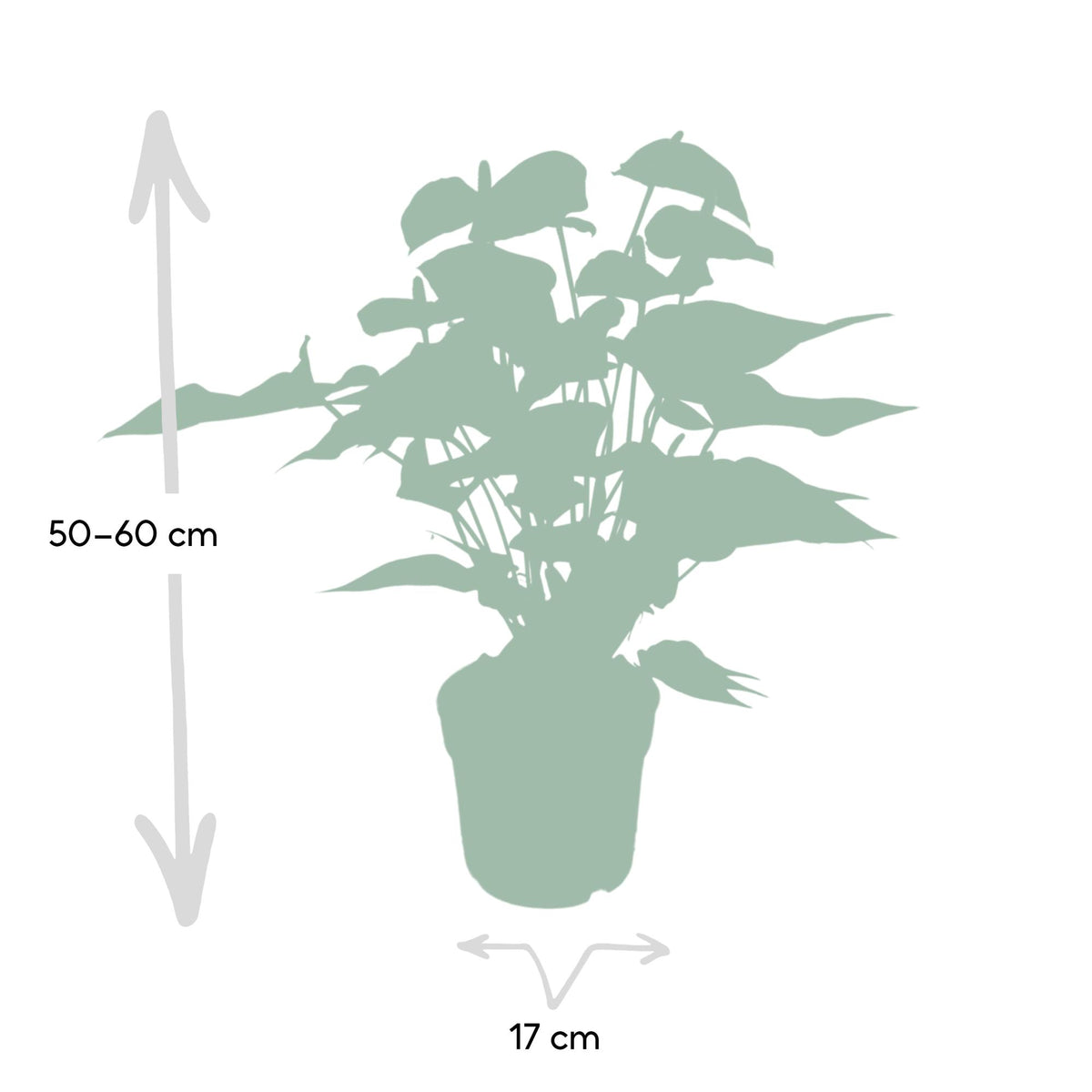 Anthurium andraeanum Red - Ø17cm - ↕55cm