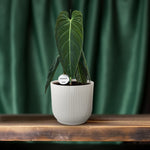 Load image into Gallery viewer, Philodendron melanochrysum - Ø21cm - ↕75cm
