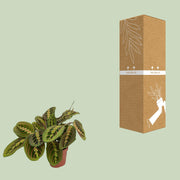 Maranta leuconeura 'Fascinator' (Arrowroot) - Ø12cm - ↕20cm
