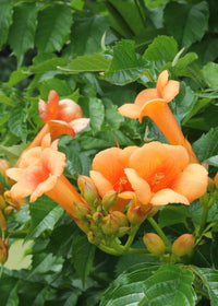 Campsis 'Indian Summer' (Bignonia arancione) - 2 piante - ↨65cm - Ø15