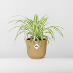 Load image into Gallery viewer, Chlorophytum comosum variegatum in ELHO Vibes Fold Pot, Yellow, Ø14cm - ↕15cm