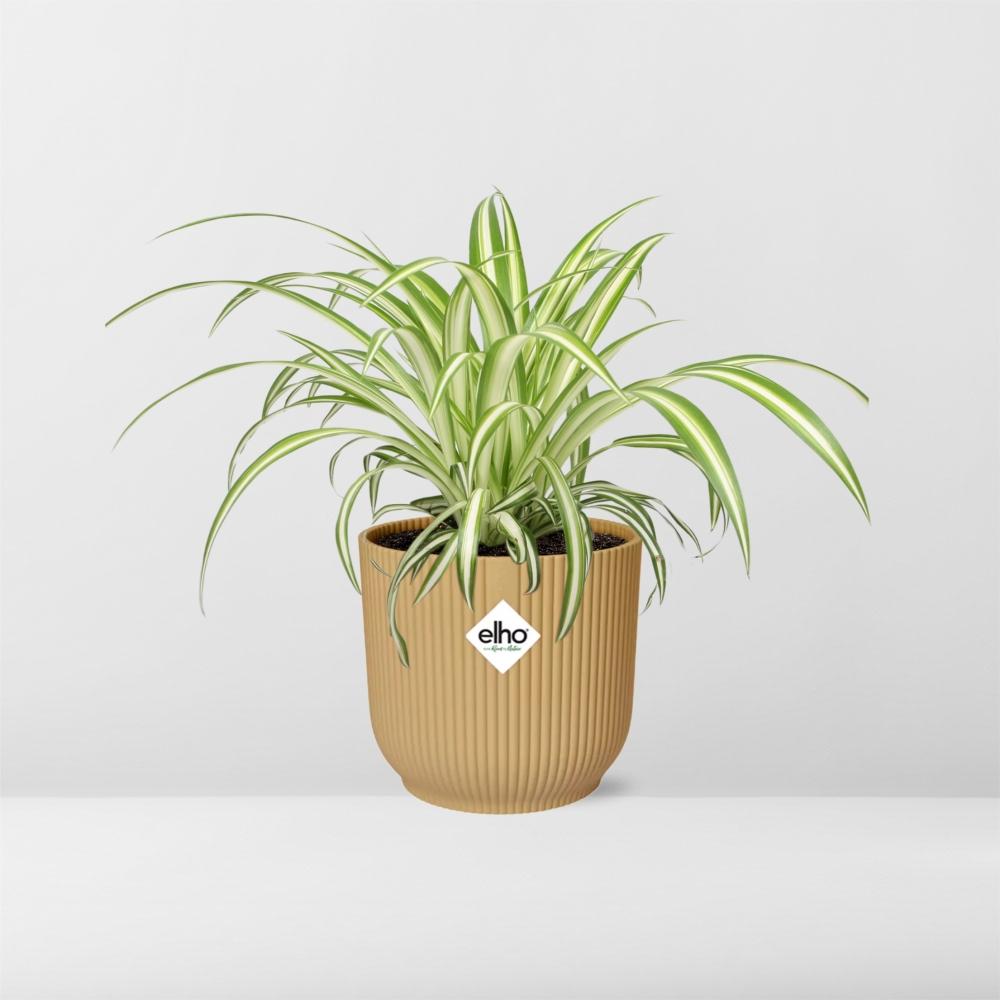 Chlorophytum comosum variegatum in ELHO Vibes Fold Pot, Yellow, Ø14cm - ↕15cm