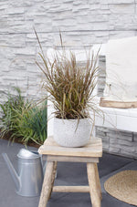 Load image into Gallery viewer, Uncinia rubra &#39;Everflame&#39; - Ø14 - ↨30cm
