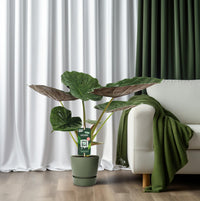 Alocasia wentii (Elephant ear) - Ø19cm - ↕70cm