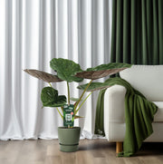 Alocasia wentii (Elephant ear) - Ø19cm - ↕70cm