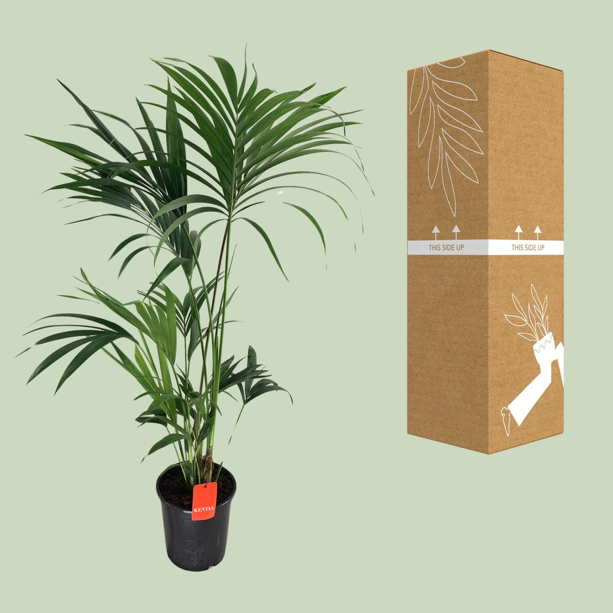 Howea Forsteriana (Kentia) - Ø24cm - ↕130cm