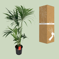 Howea Forsteriana (Kentia) - Ø24cm - ↕130cm