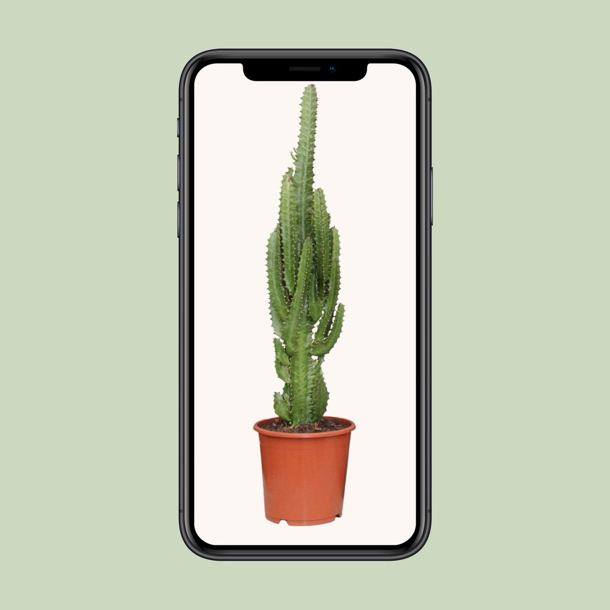 Euphorbia trigona - Ø17cm - ↕70cm