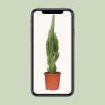 Load image into Gallery viewer, Euphorbia trigona - Ø17cm - ↕70cm